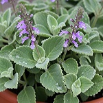 Rýmovník: Přírodní poklad pro vaše zdraví a domov