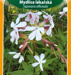 Mydlice lékařská (semena)
