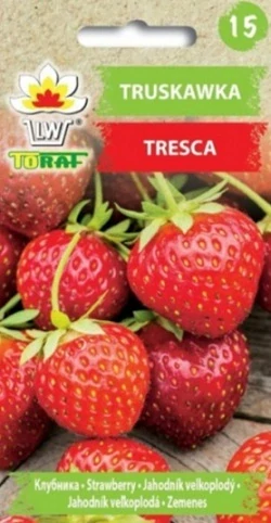 Jahodník velkoplodý Tresca (semena)