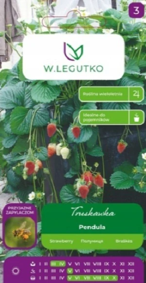 Jahodník převislý Pendula (semena)