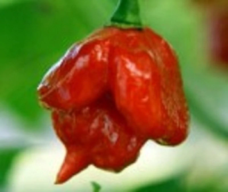 Chilli paprička, Jamaican Rosso (semena)
