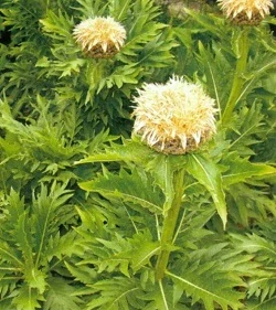 Maralí kořen, Leuzea saflorová (semena)