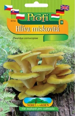 Hlíva miskovitá sadba