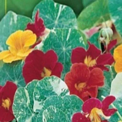 Lichořeřišnice nízká panašovaná (semena)