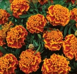 Aksamitník rozkladitý plnokvětý, oranžovo-hnědý (semena)