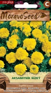 Aksamitník nízký plnokvětý žlutý (semena)