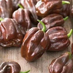 Chilli paprička Chocolate habanero (semena)