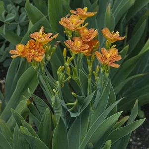 Angínovník čínský (semena)