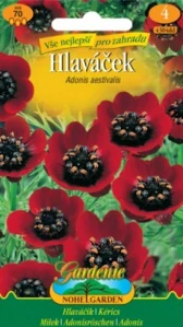 Hlaváček červený (semena)