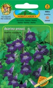Asarina pnoucí Violet (semena)