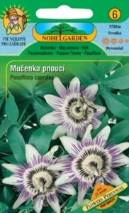 Mučenka pnoucí oranžová (semena)