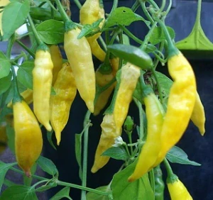 Chilli paprička Giallo (semena)
