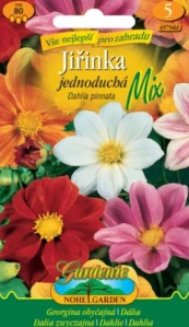 Jiřinka jednoduchá směs (semena)