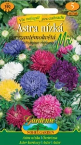 Astra nízká chryzantémokvětá (semena)