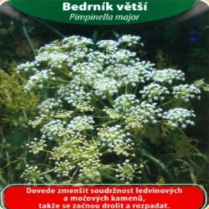 Bedrník větší (semena)