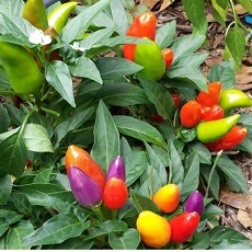Chilli paprička Chinense Multicolor (semena)