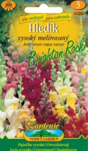 Hledík vysoký melírovaný (semena)