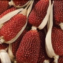 Kukuřice jahodová (semena)