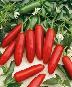 Chilli paprička Atzeco (semena)