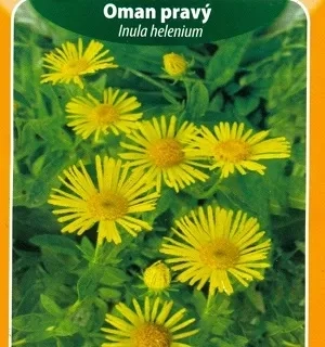 Oman pravý (semena)