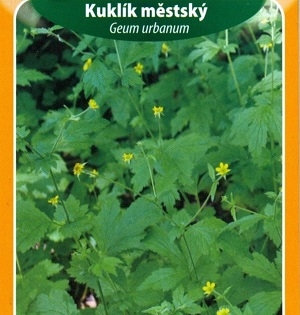 Kuklík městský (semena)