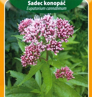 Sadec konopáč (semena)