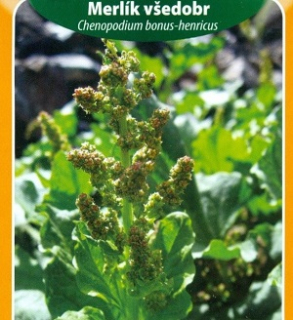 Merlík všedobr (semena)