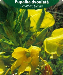 Pupalka dvouletá (semena)