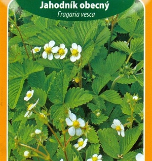Jahodník obecný (semena)