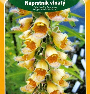 Náprstník vlnatý (semena)