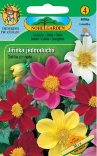Jiřinka jednoduchá, mix (semena)