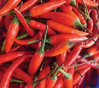 Drobné protáhlé červené chilli papričky Tabasco se zelenými stopkami