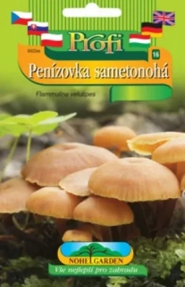 Penízovka sametonohá, sadba