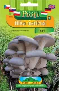 Hlíva ústřičná světle fialová, sadba