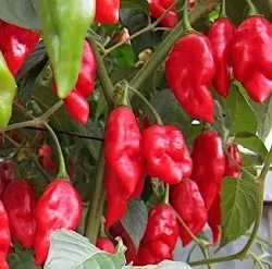 Chilli paprička, habanero red (semena)