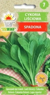 Čekanka obecná, listová (semena)