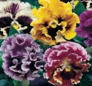 Maceška zvlněná, Rokoko (semena)