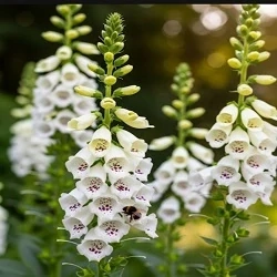 Náprstník bílý (semena)