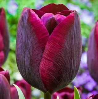 Tulipán bordový 5ks cibulek