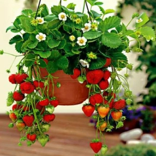 Jahodník stáleplodící, převislý (rostliny)