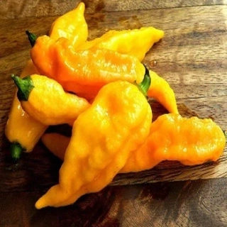 Chilli paprička, Bhut Jolokia Yellow (semena)