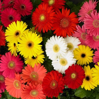 Gerbera mix (semena)