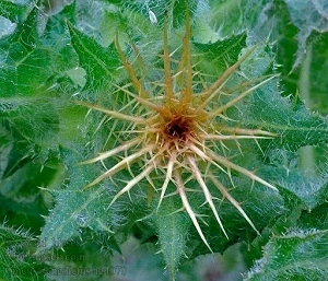 Benedikt lékařský (semena)