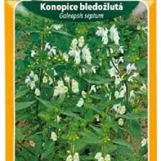 Konopice bledožlutá (semena)