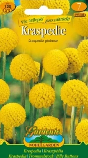 Sáček osiva kraspédie žluté s kulovitými květenstvími Craspedia globosa