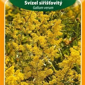 Svízel siřišťovitý (semena)