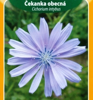 Čekanka obecná (semena)